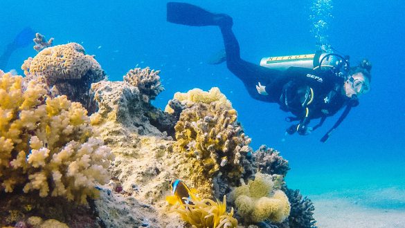 Duiken met dolfijnen in Eilat