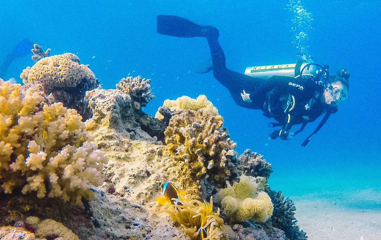 Duiken met dolfijnen in Eilat