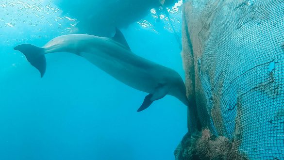 Duiken dolfijnen eilat