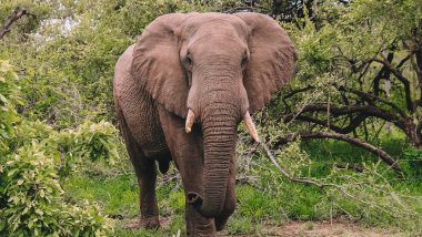 Dieren in het Krugerpark