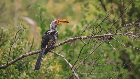 Kurger National Park