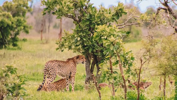 Reistijd en afstanden Kruger