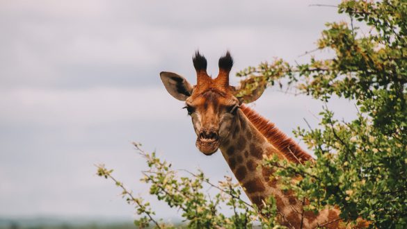 Kruger National Park