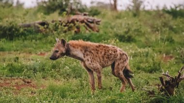 Dieren in het Krugerpark