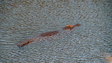 Mlilwane Wildlife Sanctuary Krokodil