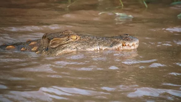 Hippo & Crocodile Boat Safari