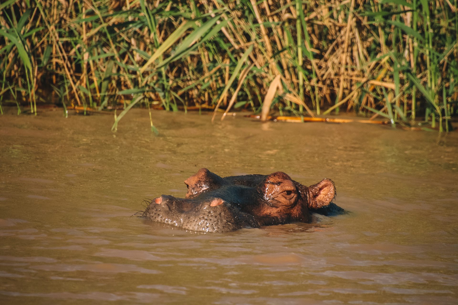 Hippo & Crocodile Boat Safari
