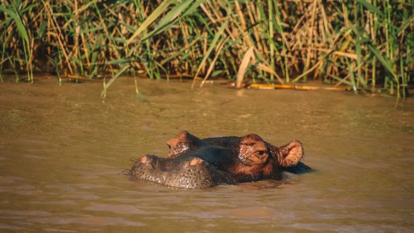 Hippo & Crocodile Boat Safari