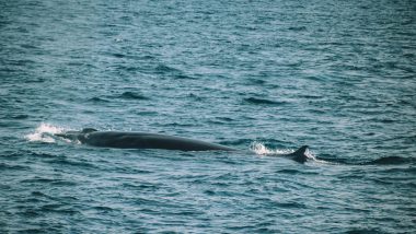 Whales Mirissa