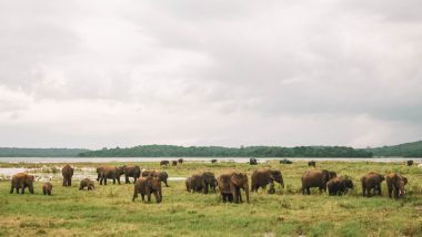 Kaudulla Sigiriya