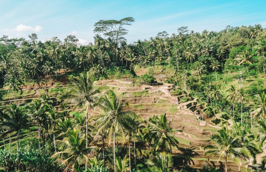 Rijstvelden Ubud