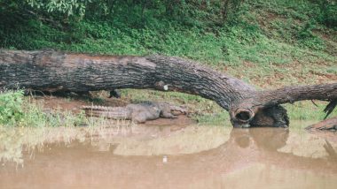 Yala National Park