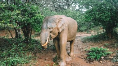 Yala National Park