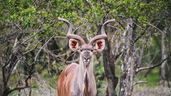 Kudu