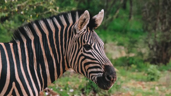 Zebra