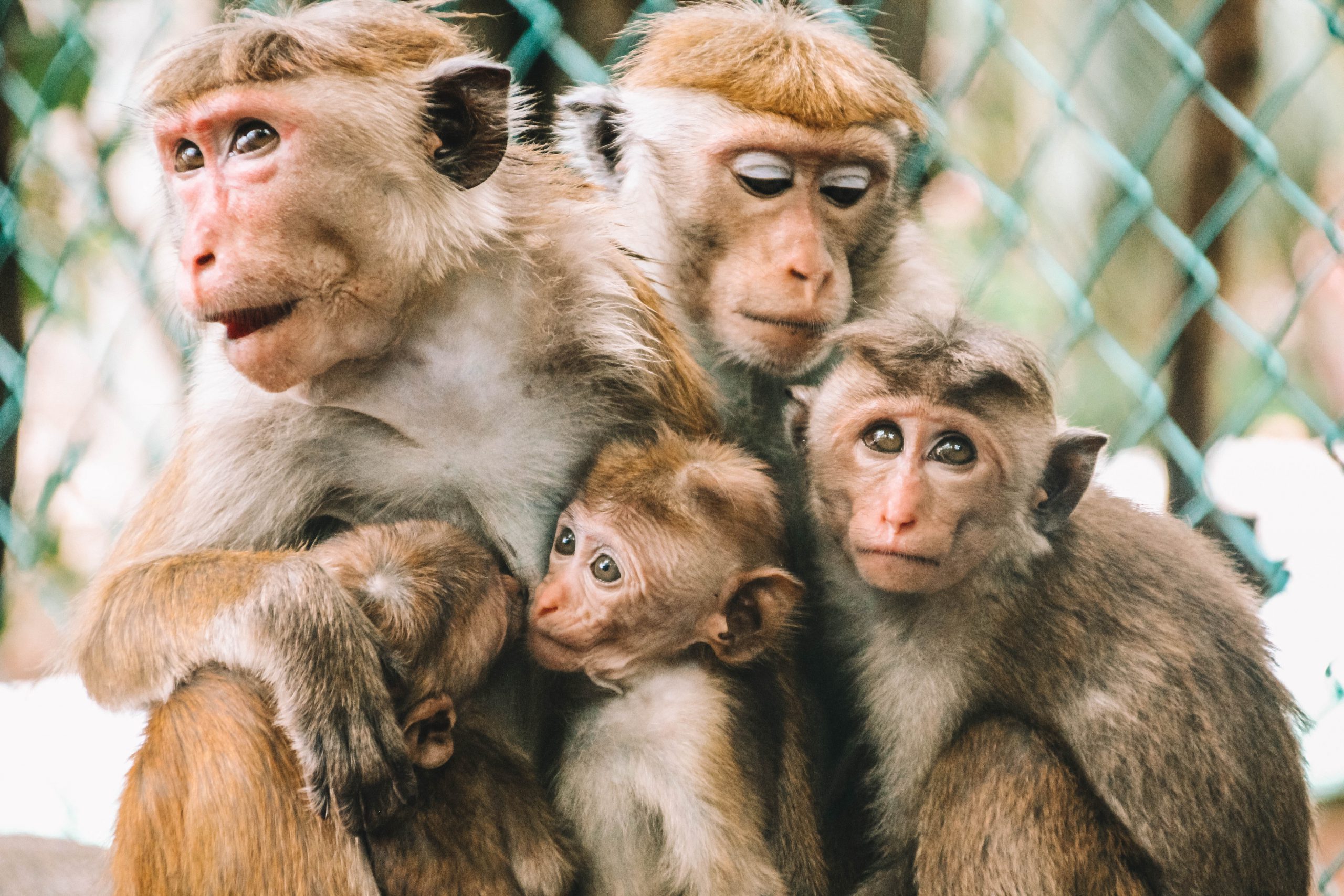 Aapjes na preset Monkey Aapjes na preset Monkey