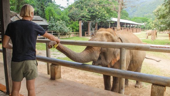 Elephant Nature Park Chiang Mai