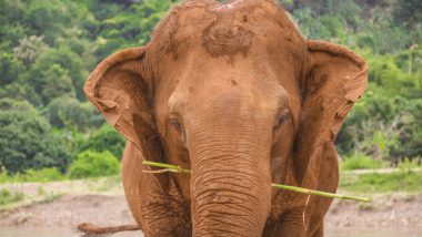 Elephant Nature Park Chiang Mai