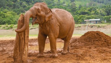 Olifant Chiang Mai