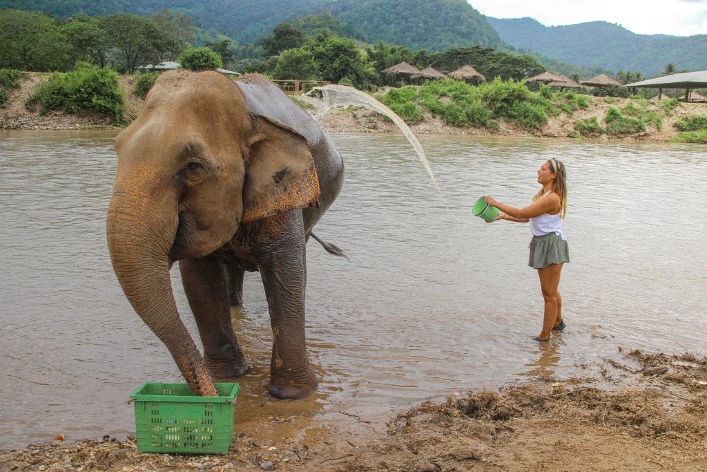 Olifant wassen