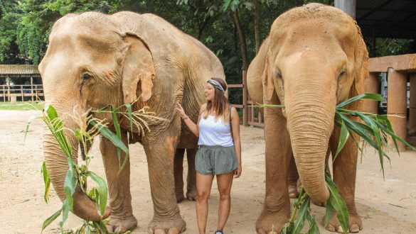 Elephant Nature Park Chiang Mai