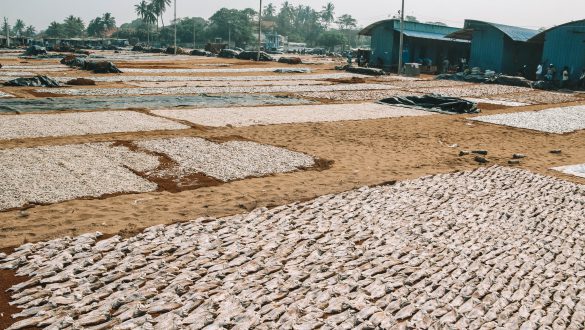 Negombo Vismarkt