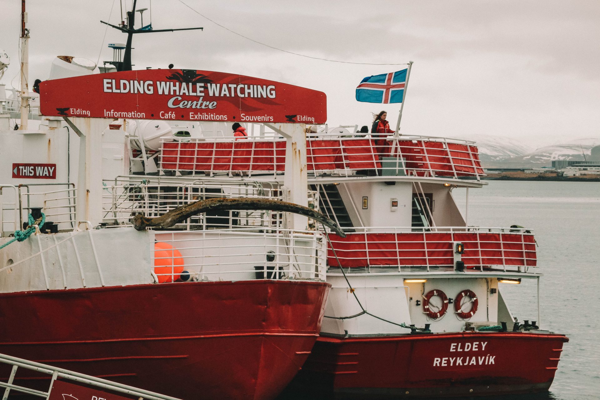 Whale watching Reykjavik