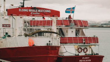 Whale watching Reykjavik