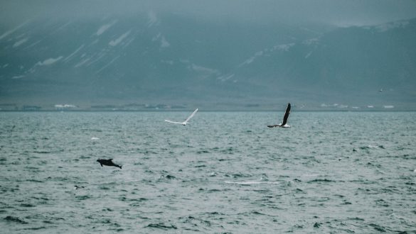 Classic Whale Watching Tour