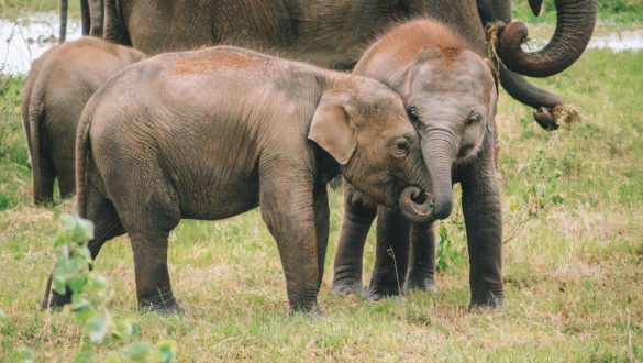 Kaudulla National Park