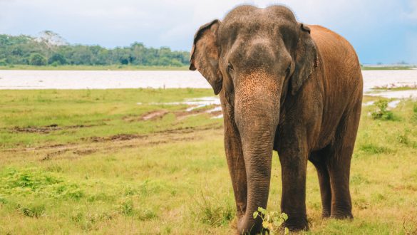 Kaudulla National Park