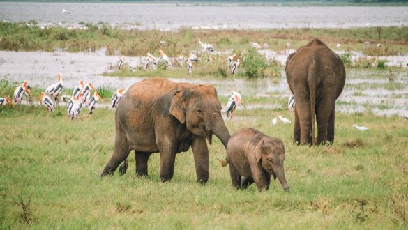 Kaudulla National Park