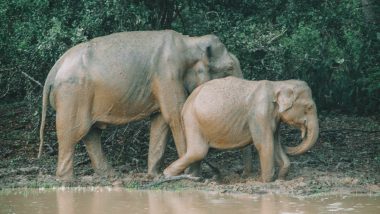 Yala National Park