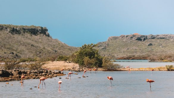 Landhuis Jan Kok - Flamingo's spotten