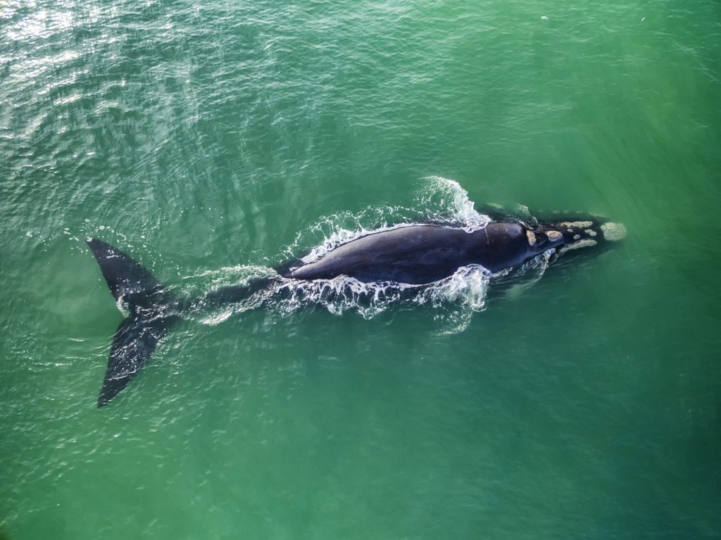 Hermanus walvis