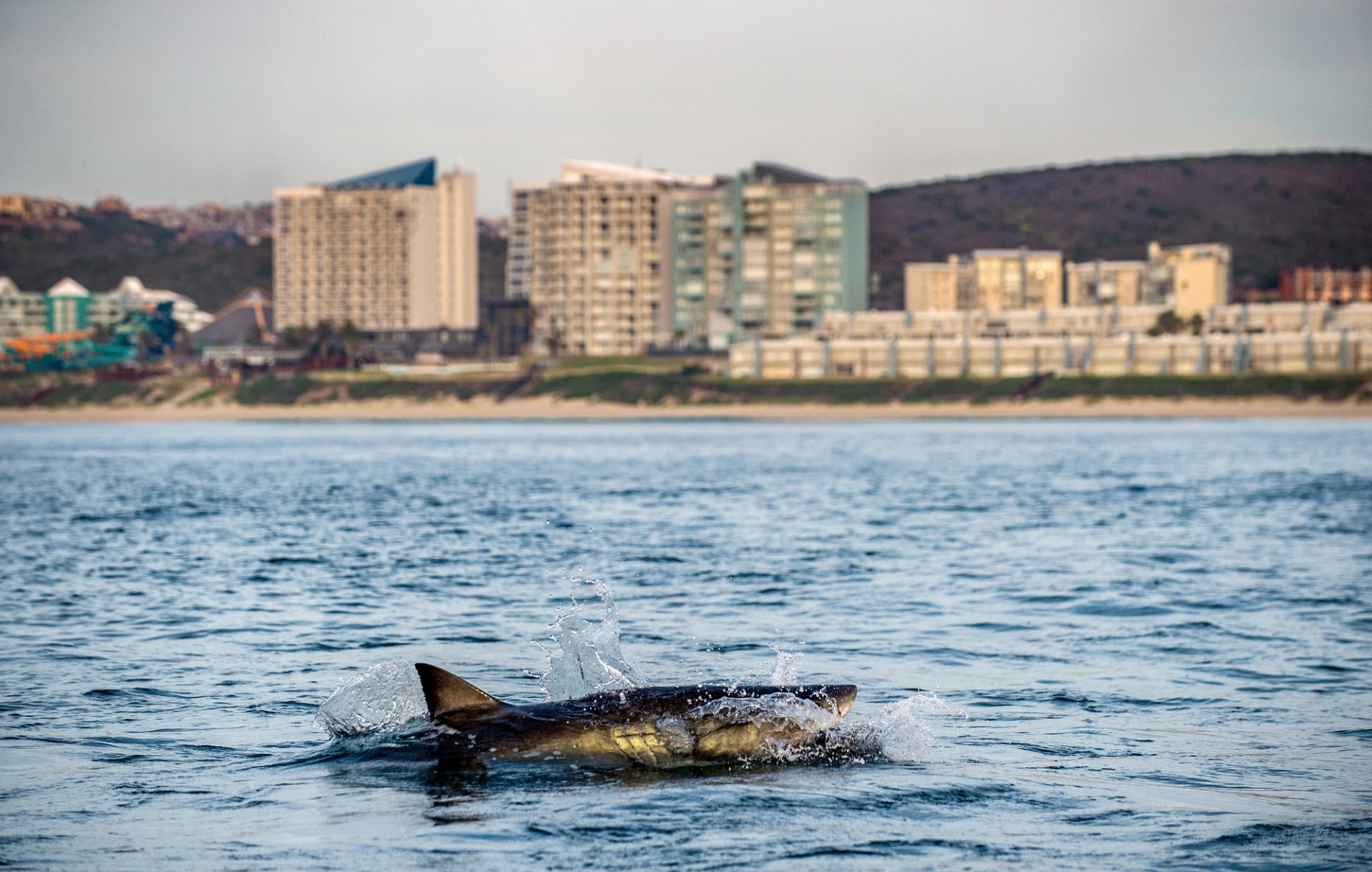 White Shark Mosselbaai