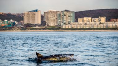 White Shark Mosselbaai