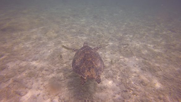 Schildpadden spotten bij Akumal Beach