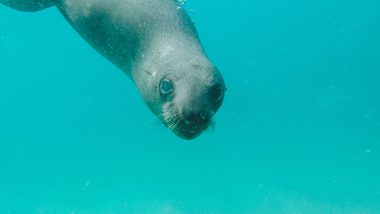 Duiken of snorkelen met zeehonden