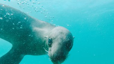 Duiken of snorkelen met zeehonden