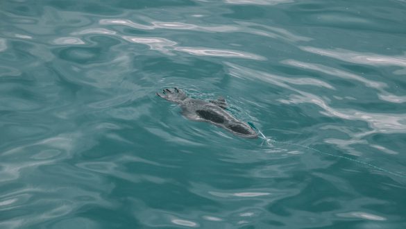 Cage Dive White Shark Africa