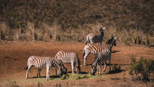 verblijf in Hartenbos Private Game Lodge