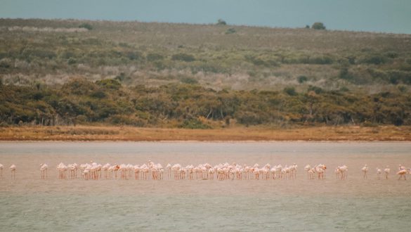 Flamingo’s spotten bij Kabeljous