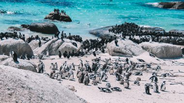 Penguin Viewpoint Boulders Beach