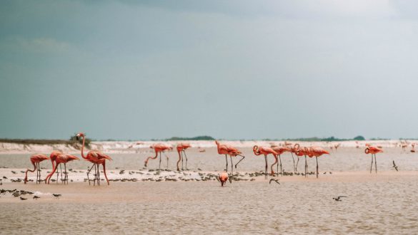 Las Coloradas, Río Lagartos