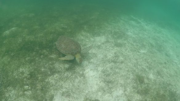 Schildpadden spotten bij Akumal Beach