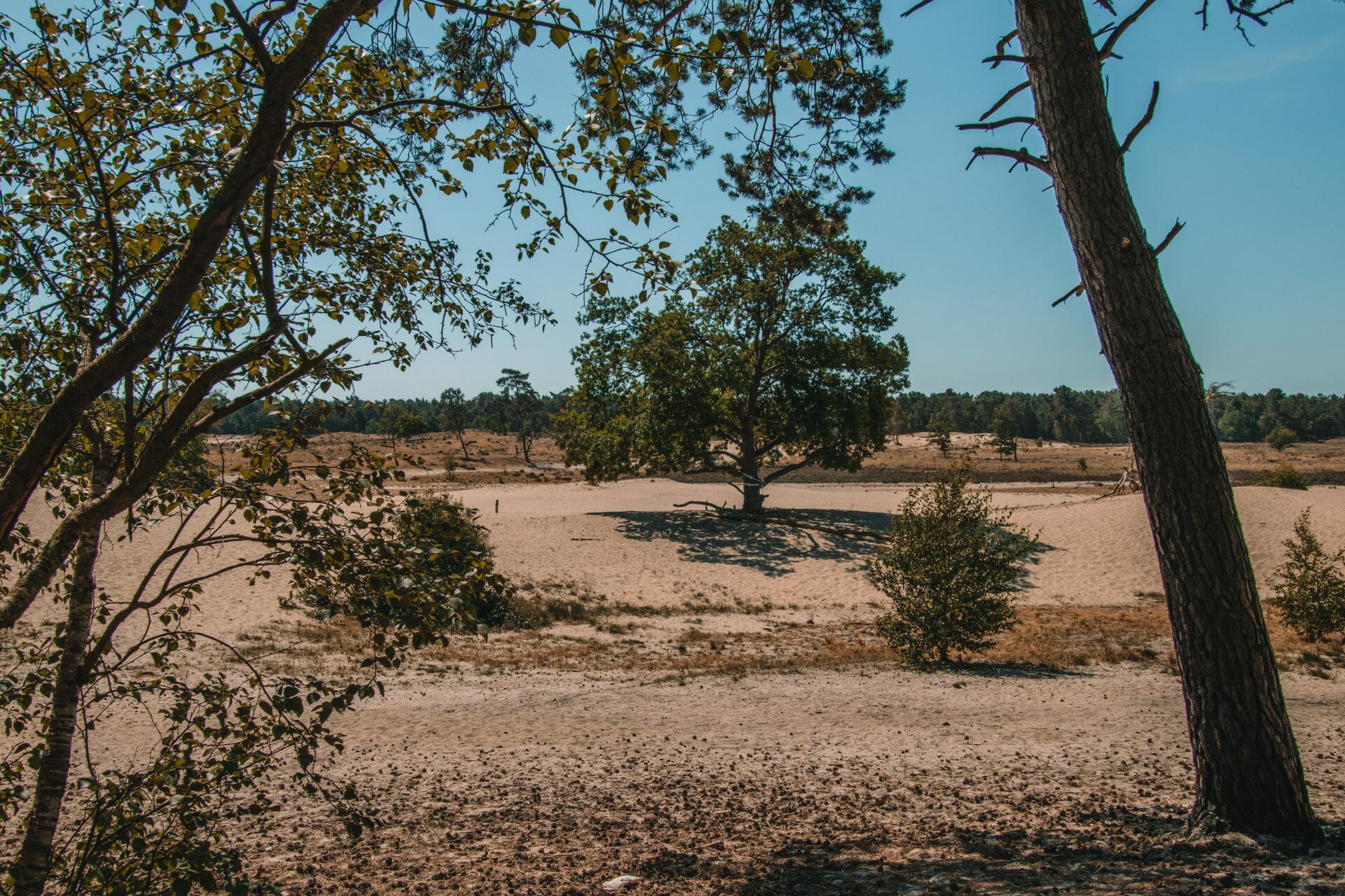 De Loonse en Drunense Duinen