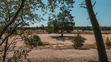 De Loonse en Drunense Duinen