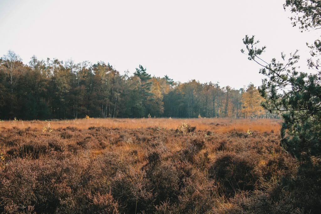 Vughtse Heide / Vughterheide