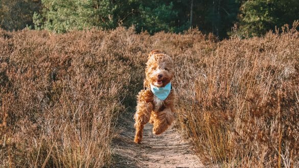 Wandelen Vughtse Heide